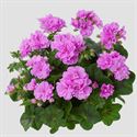 Bild von Geranium Hang P12 Double Royal Violet